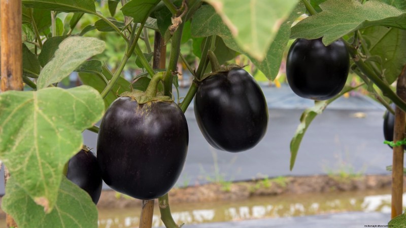 21 Must‑Plant Heirloom Vegetables for a Flavorful Spring Garden