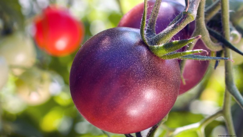 21 Must‑Plant Heirloom Vegetables for a Flavorful Spring Garden