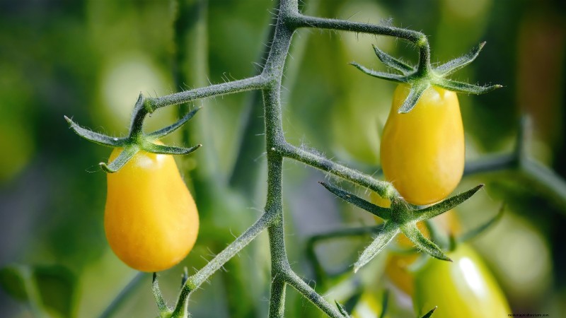 21 Must‑Plant Heirloom Vegetables for a Flavorful Spring Garden