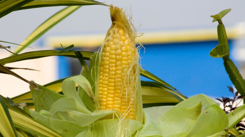 21 Must‑Plant Heirloom Vegetables for a Flavorful Spring Garden