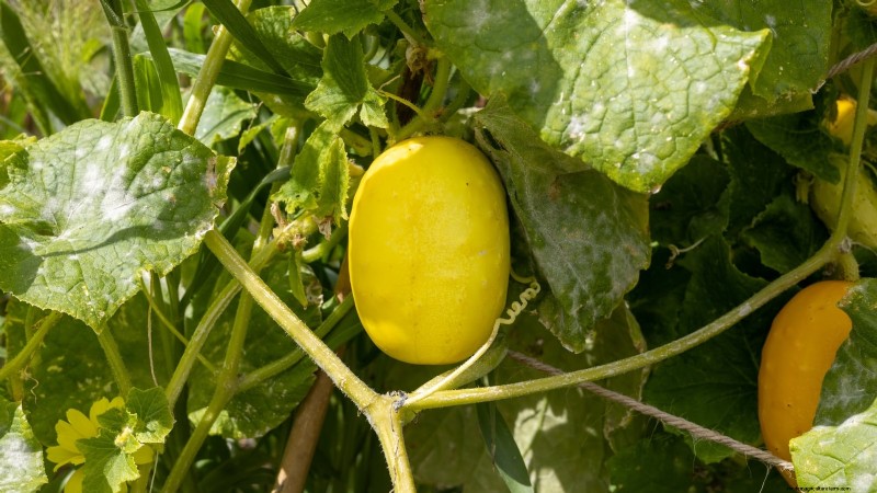 21 Must‑Plant Heirloom Vegetables for a Flavorful Spring Garden