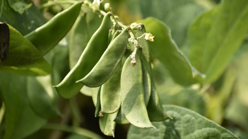 21 Must‑Plant Heirloom Vegetables for a Flavorful Spring Garden