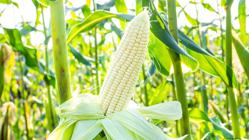 21 Must‑Plant Heirloom Vegetables for a Flavorful Spring Garden