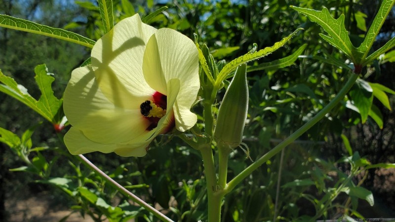 21 Must‑Plant Heirloom Vegetables for a Flavorful Spring Garden