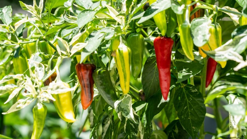 21 Must‑Plant Heirloom Vegetables for a Flavorful Spring Garden