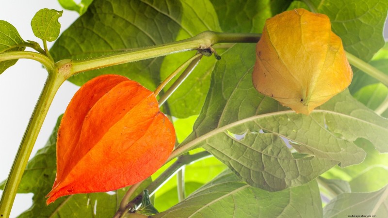 21 Must‑Plant Heirloom Vegetables for a Flavorful Spring Garden
