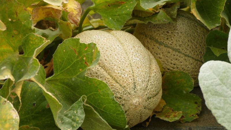 21 Must‑Plant Heirloom Vegetables for a Flavorful Spring Garden