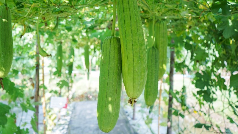 21 Must‑Plant Heirloom Vegetables for a Flavorful Spring Garden