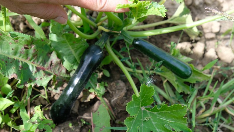 21 Must‑Plant Heirloom Vegetables for a Flavorful Spring Garden