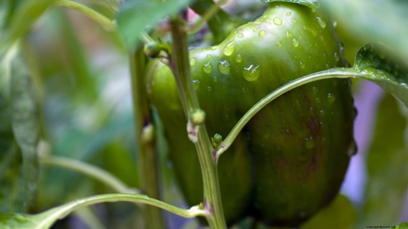 21 Must‑Plant Heirloom Vegetables for a Flavorful Spring Garden