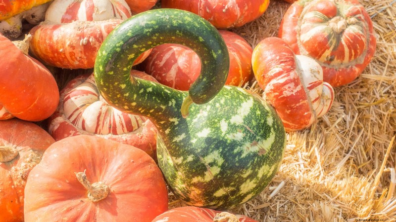 21 Must‑Plant Heirloom Vegetables for a Flavorful Spring Garden