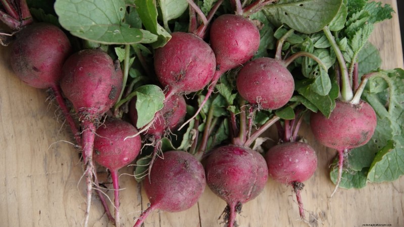 21 Must‑Plant Heirloom Vegetables for a Flavorful Spring Garden