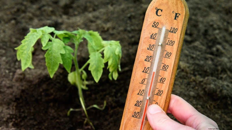 Nine Common Causes of Stunted Tomato Plants (and How to Fix Them)