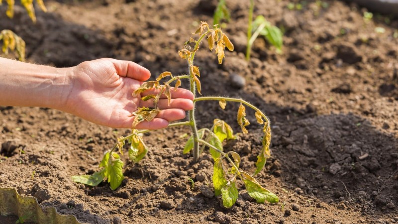 Nine Common Causes of Stunted Tomato Plants (and How to Fix Them)