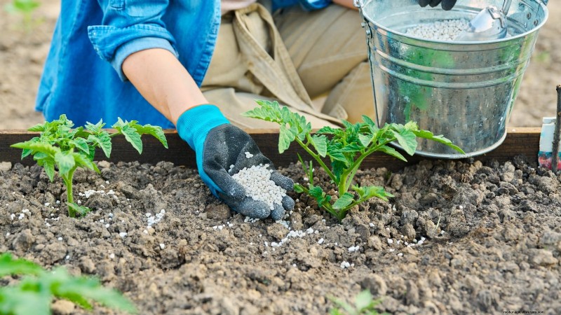 Nine Common Causes of Stunted Tomato Plants (and How to Fix Them)