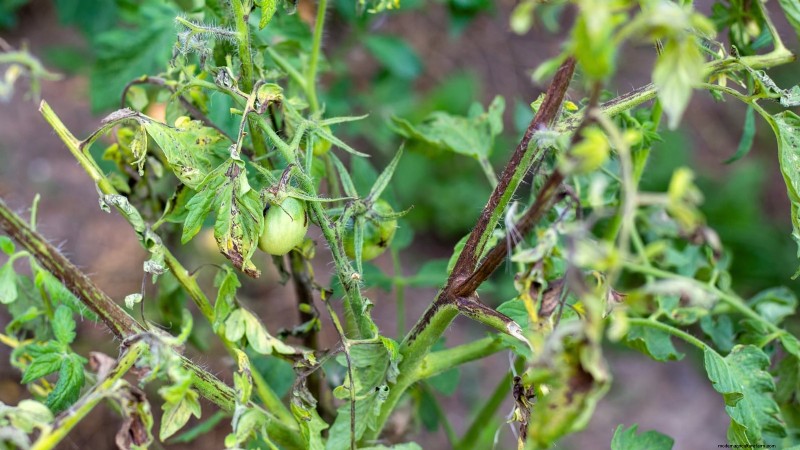 Nine Common Causes of Stunted Tomato Plants (and How to Fix Them)