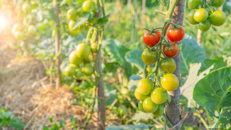 Nine Common Causes of Stunted Tomato Plants (and How to Fix Them)