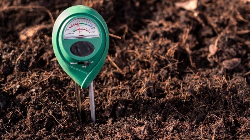 Nine Common Causes of Stunted Tomato Plants (and How to Fix Them)