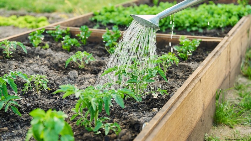 Nine Common Causes of Stunted Tomato Plants (and How to Fix Them)