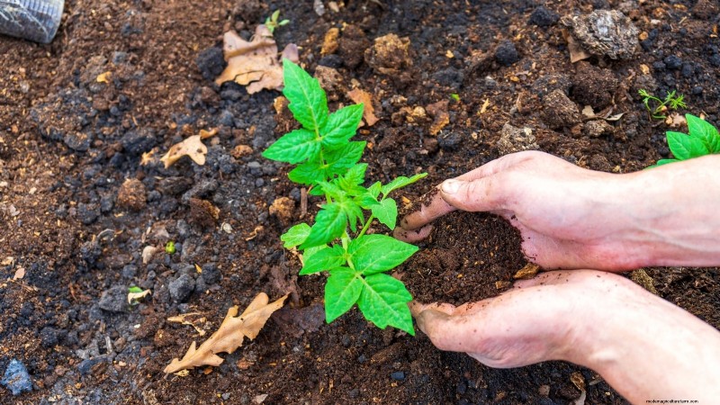 Nine Common Causes of Stunted Tomato Plants (and How to Fix Them)