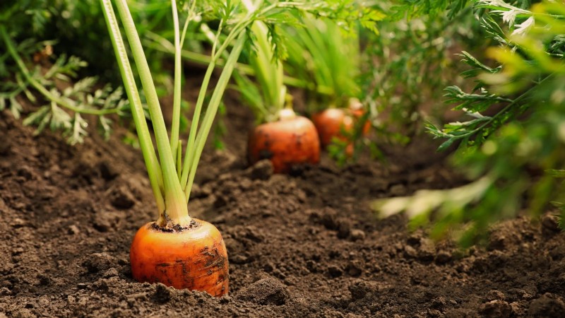 Expert Guide: 13 Proven Tips for Perfect Carrot Harvests This Season