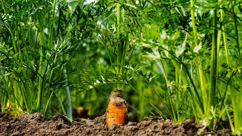 Expert Guide: 13 Proven Tips for Perfect Carrot Harvests This Season