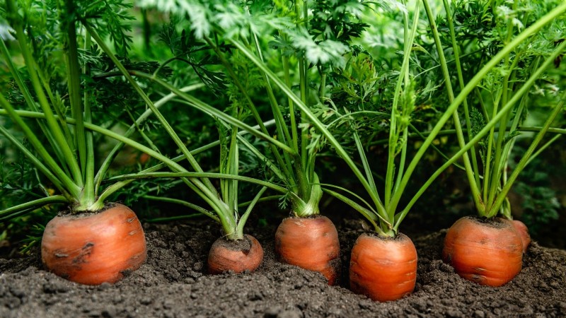 Expert Guide: 13 Proven Tips for Perfect Carrot Harvests This Season
