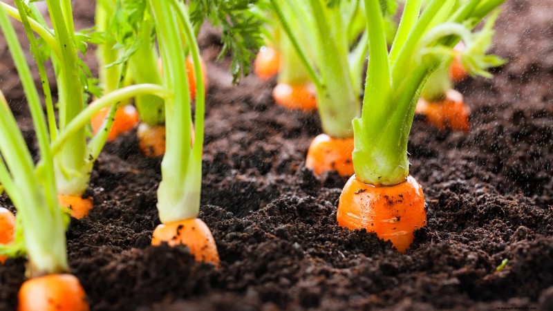 Expert Guide: 13 Proven Tips for Perfect Carrot Harvests This Season