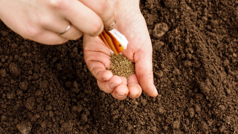 Expert Guide: 13 Proven Tips for Perfect Carrot Harvests This Season
