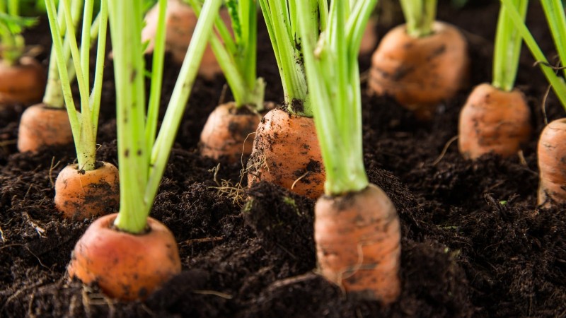 Expert Guide: 13 Proven Tips for Perfect Carrot Harvests This Season