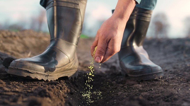 Expert Guide: 13 Proven Tips for Perfect Carrot Harvests This Season