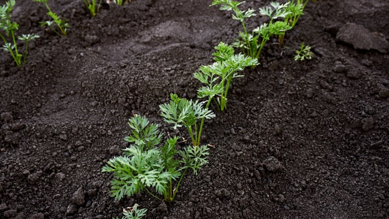 Expert Guide: 13 Proven Tips for Perfect Carrot Harvests This Season