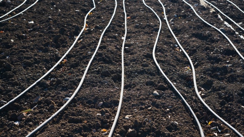 Expert Guide: 13 Proven Tips for Perfect Carrot Harvests This Season