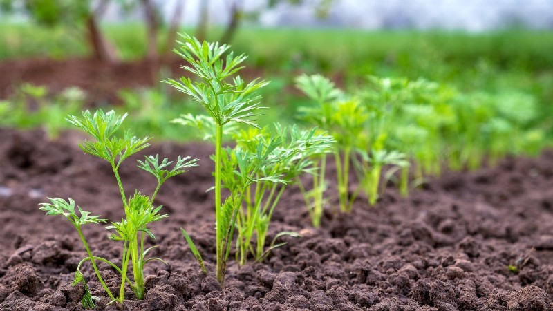 Expert Guide: 13 Proven Tips for Perfect Carrot Harvests This Season
