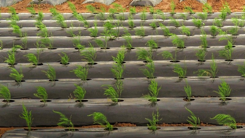 Expert Guide: 13 Proven Tips for Perfect Carrot Harvests This Season