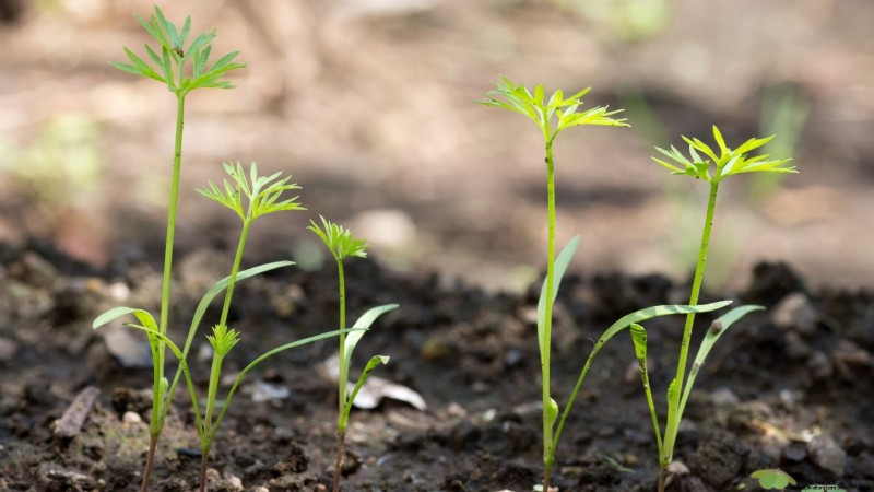 Expert Guide: 13 Proven Tips for Perfect Carrot Harvests This Season
