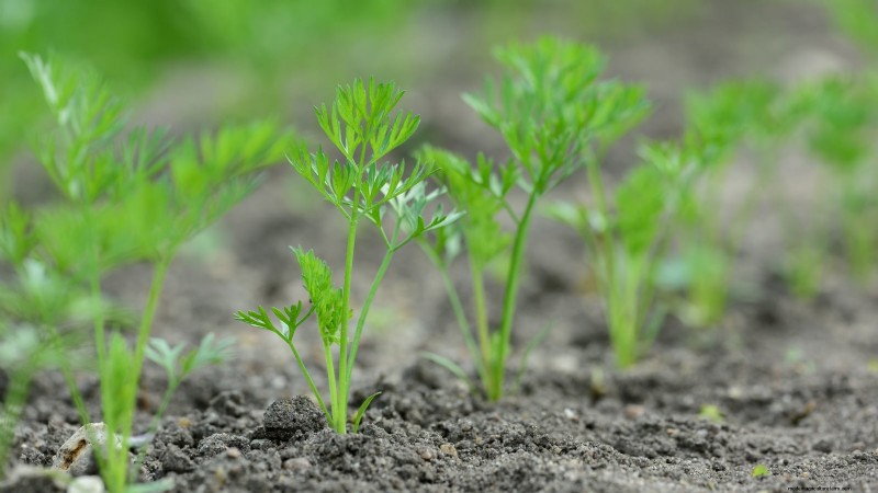 Expert Guide: 13 Proven Tips for Perfect Carrot Harvests This Season