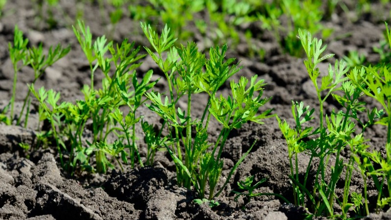Expert Guide: 13 Proven Tips for Perfect Carrot Harvests This Season
