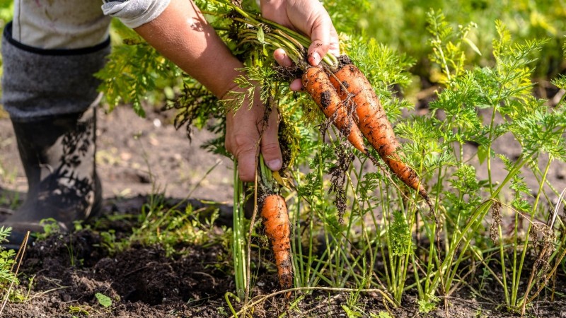 Expert Guide: 13 Proven Tips for Perfect Carrot Harvests This Season