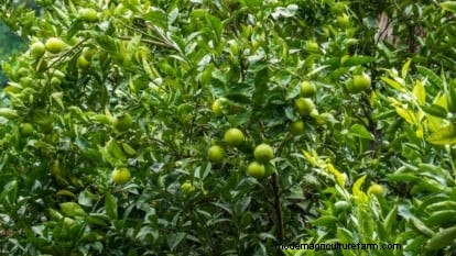 How to Grow and Care for Dwarf Lime Trees Indoors: A Complete Expert Guide