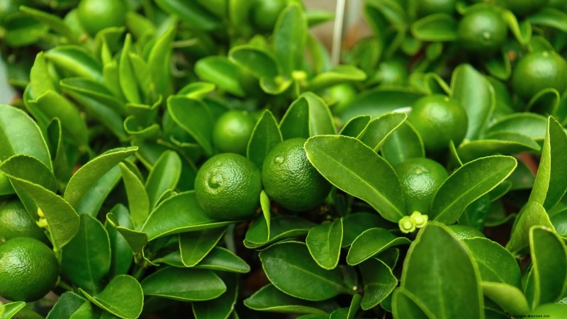 How to Grow and Care for Dwarf Lime Trees Indoors: A Complete Expert Guide