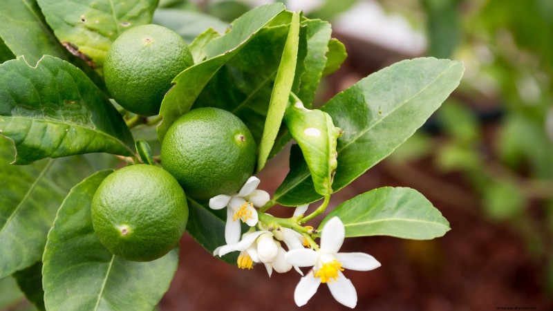 How to Grow and Care for Dwarf Lime Trees Indoors: A Complete Expert Guide