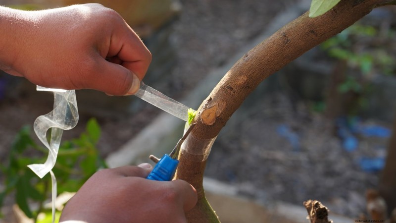 How to Grow and Care for Dwarf Lime Trees Indoors: A Complete Expert Guide