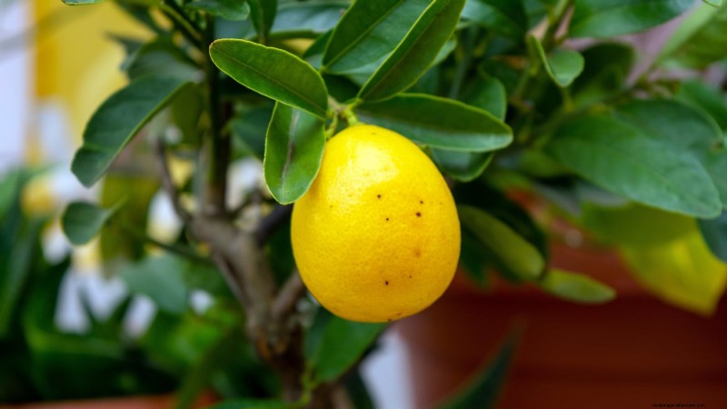 How to Grow and Care for Dwarf Lime Trees Indoors: A Complete Expert Guide
