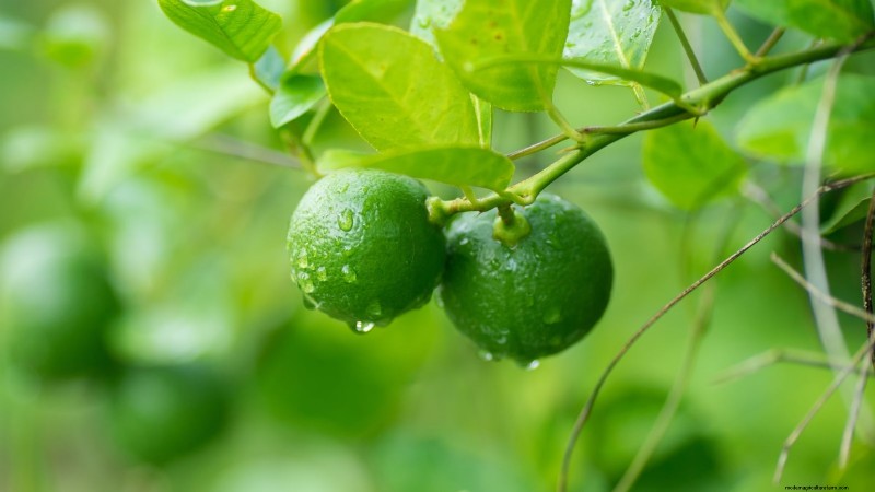 How to Grow and Care for Dwarf Lime Trees Indoors: A Complete Expert Guide