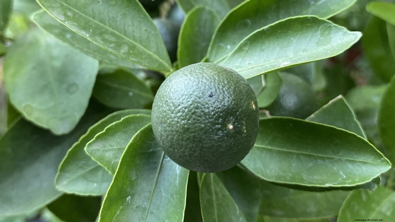 How to Grow and Care for Dwarf Lime Trees Indoors: A Complete Expert Guide