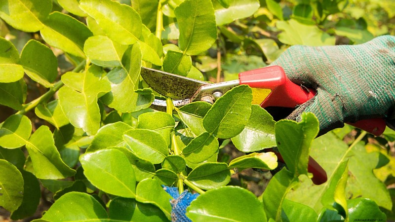 How to Grow and Care for Dwarf Lime Trees Indoors: A Complete Expert Guide