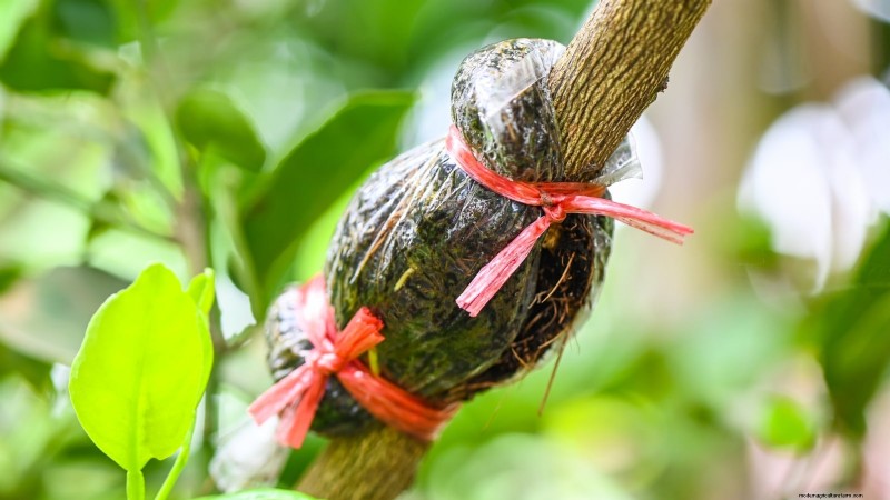 How to Grow and Care for Dwarf Lime Trees Indoors: A Complete Expert Guide