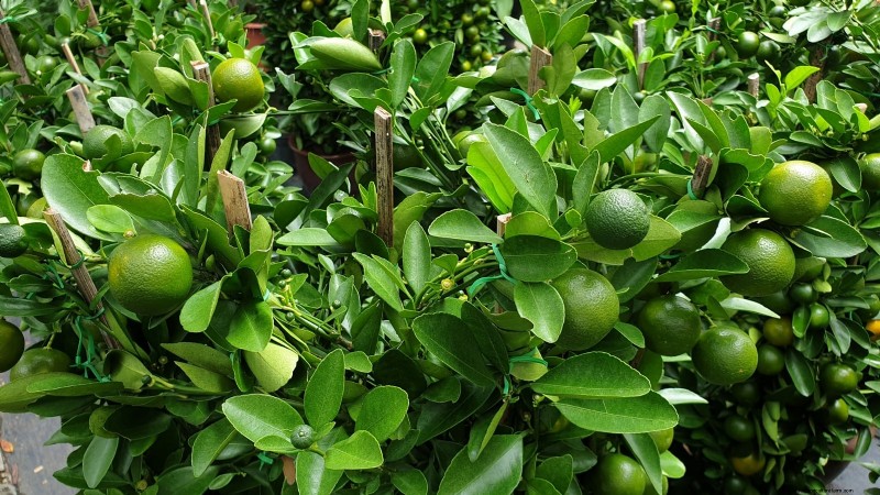How to Grow and Care for Dwarf Lime Trees Indoors: A Complete Expert Guide