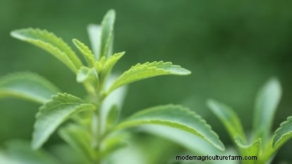 Mastering Stevia: Planting, Growing, and Harvesting Your Own Natural Sweetener
